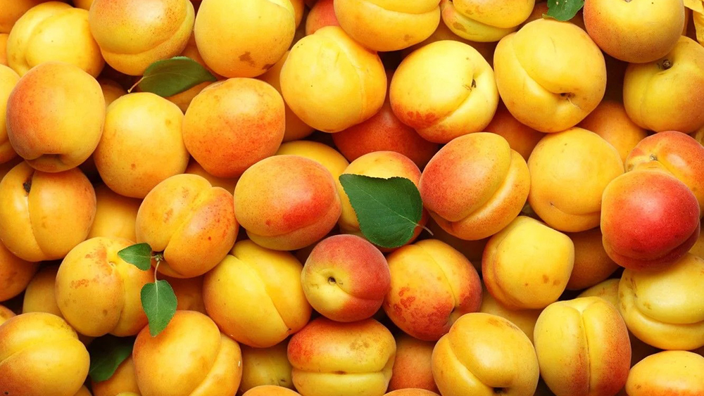 malfruit